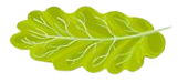 lettuceImages